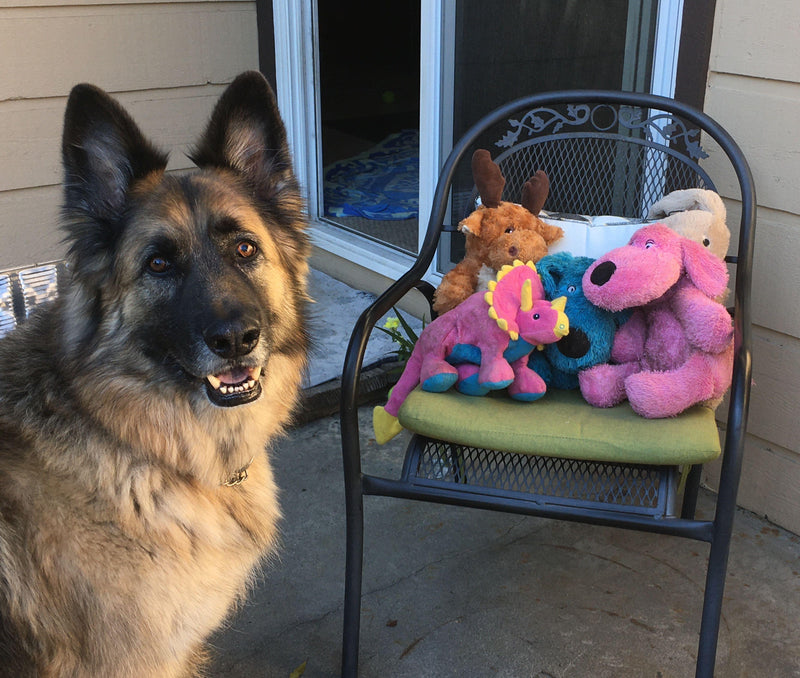 Quest For Squeakers Leads to Awesome Non-Profit - Glad Dogs Nation | ALL Profits Donated