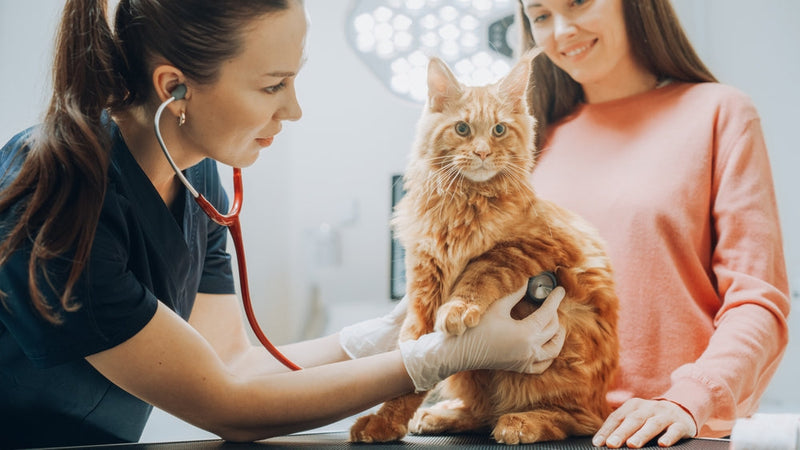 How Modern Vet Clinics Are Designed to Reduce Pet Stress