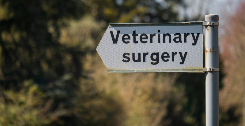 Smart Ways to Boost Your Pet’s Wellness Routine — Plus When to Book That Vet Check-Up - Glad Dogs Nation | ALL Profits Donated