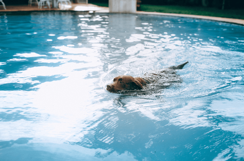 Swimming With Pets: Safety Tips Every Dog Owner Should Know - Glad Dogs Nation | ALL Profits Donated