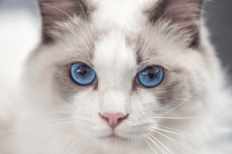 The 7 Best Cat Breeds for Renters - Glad Dogs Nation | ALL Profits Donated