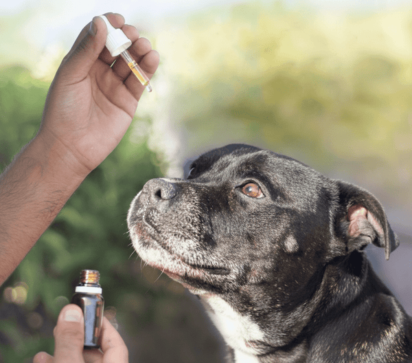 Best Dog Calming Supplements for Fireworks: Top Picks Reviewed