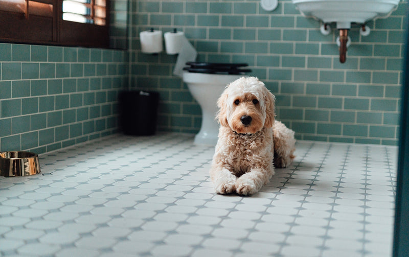 The Best Flooring For Bathrooms When You Have Dogs - Glad Dogs Nation | ALL Profits Donated