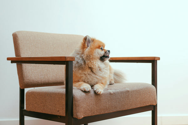 The Hidden Dangers: Furniture Hazards That Can Harm Your Dog - Glad Dogs Nation | ALL Profits Donated