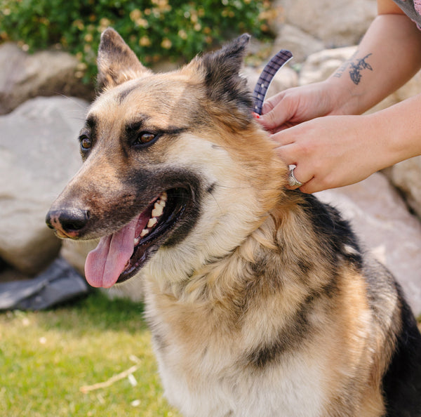 The Truth About GPS Dog Fence Accuracy: Why Your Boundary Shifts and How to Stop False Corrections - Glad Dogs Nation | ALL Profits Donated