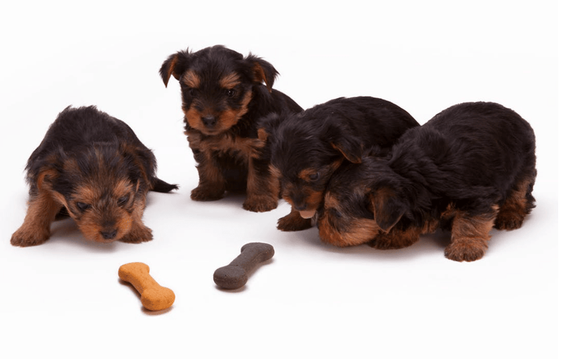 The Ultimate Guide to Choosing Animal Products: Quality, Safety, and Sustainability - Glad Dogs Nation | ALL Profits Donated