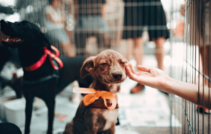 The Ultimate Overnight Pet Sitting Checklist for a Stress-Free Experience - Glad Dogs Nation | ALL Profits Donated