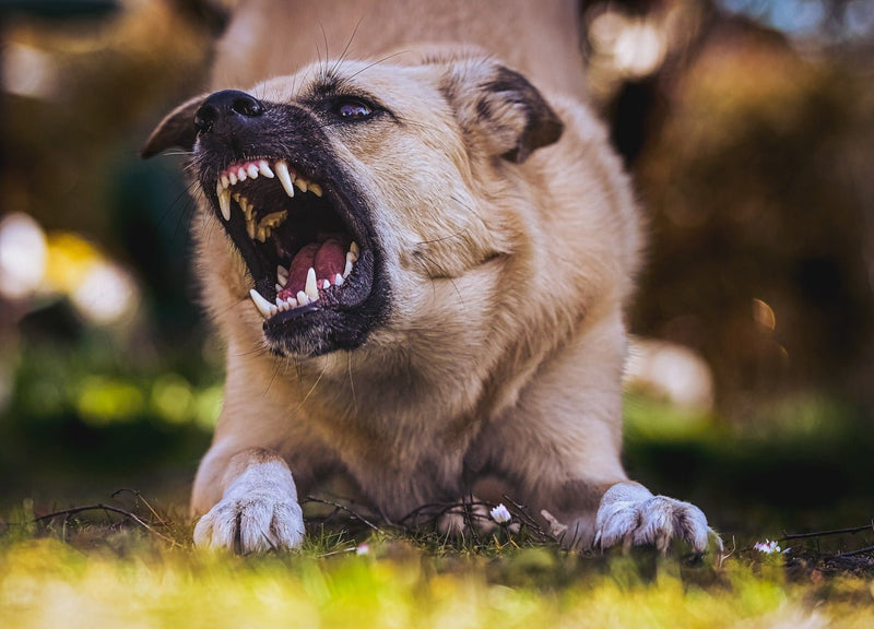 The Varied Approaches to Dog Bite Liability Across Four States - Glad Dogs Nation | ALL Profits Donated