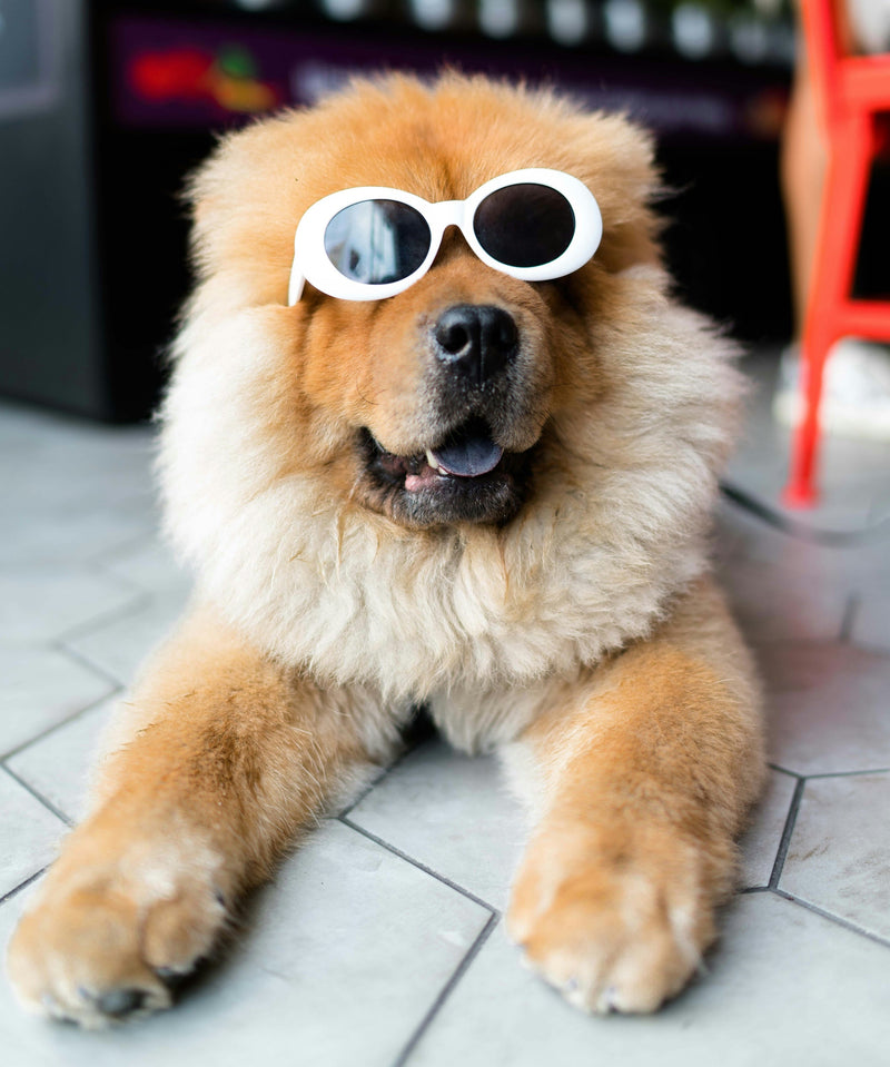 Thinking of getting a new pet? Consider these three things first. - Glad Dogs Nation | ALL Profits Donated