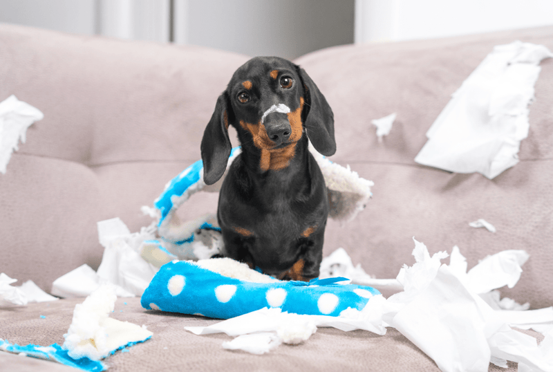 Top Tips for Keeping Your Home Clean with a Dog - Glad Dogs Nation | ALL Profits Donated