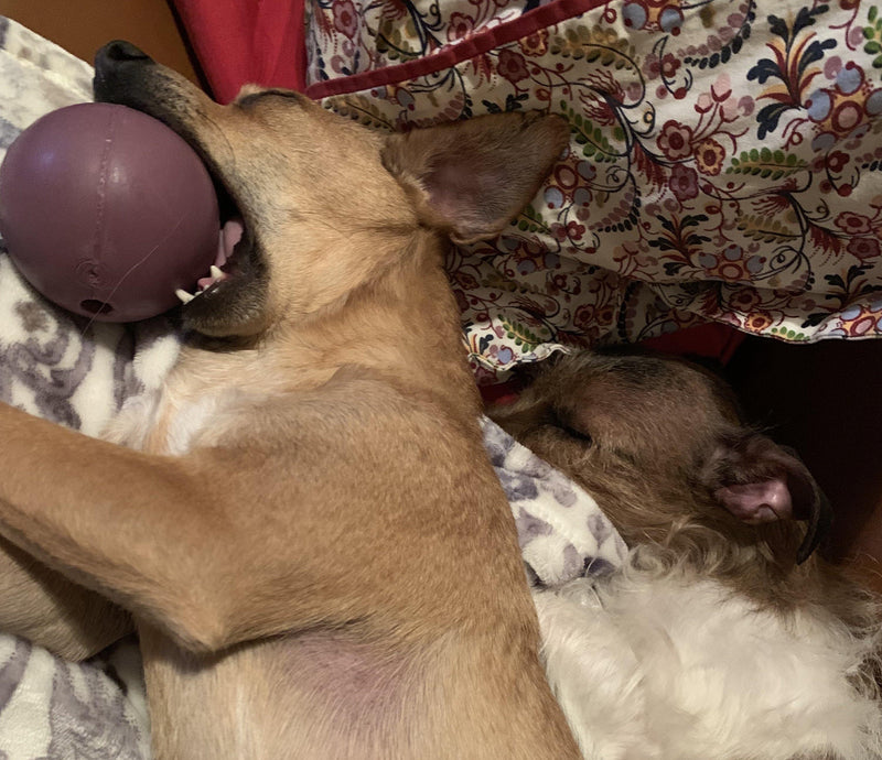 Toys aren't just for fun. They can also reduce anxiety and release energy! - Glad Dogs Nation | ALL Profits Donated