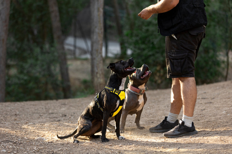 How To Choose A Service Dog Vest