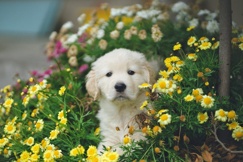 Unlocking a Lifetime of Wellness: How Natural Supplements Can Work Wonders When Started Early in Puppy's Life - Glad Dogs Nation | ALL Profits Donated