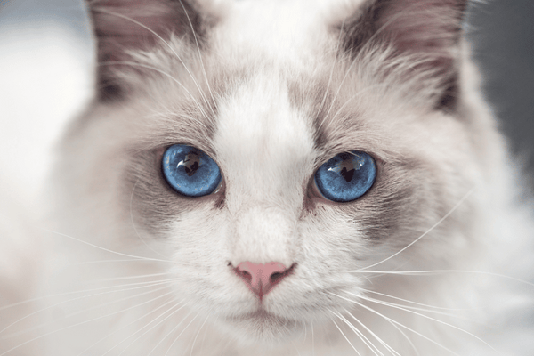 The 7 Best Cat Breeds for Renters