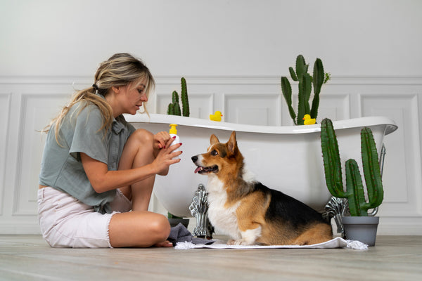 5 Dog Coupon Sites Where You Can Find Pelsbarn Discount Codes