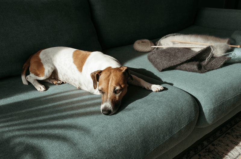 What Your Dog’s Behavior Is Really Trying To Tell You - Glad Dogs Nation | ALL Profits Donated