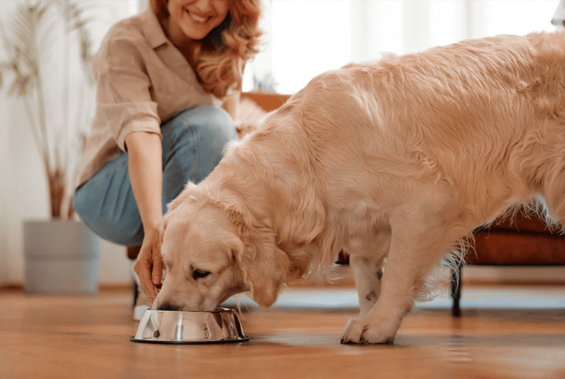 What’s in Your Dog’s Bowl? Unpacking Ingredients in Commercial Dog Food. - Glad Dogs Nation | ALL Profits Donated