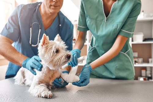 Emergency Vet Signs: A Pet Owner's Guide to Urgent Situations