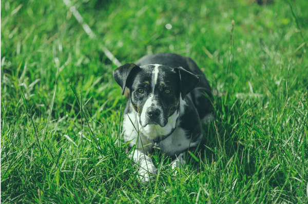 Why Comfort Matters: How Cozy Sleep Spaces Help Rescue Dogs Feel Safe Again - Glad Dogs Nation | ALL Profits Donated