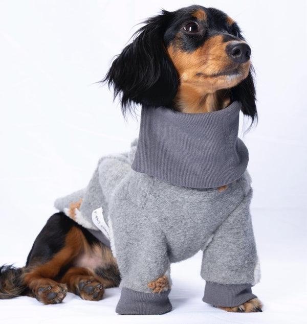 Winter Care Tips: Preventing Hypothermia in Dogs with the Right Clothing