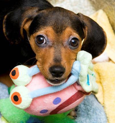 Love 'em Up Dog & Cat Toys - Glad Dogs Nation | www.GladDogsNation.com