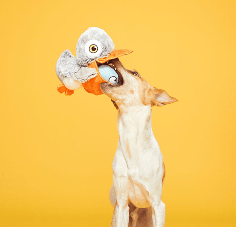 BARK Big Bill & Beak-A-Boo Fish Muti-Part Dog Toy BEST SELLER