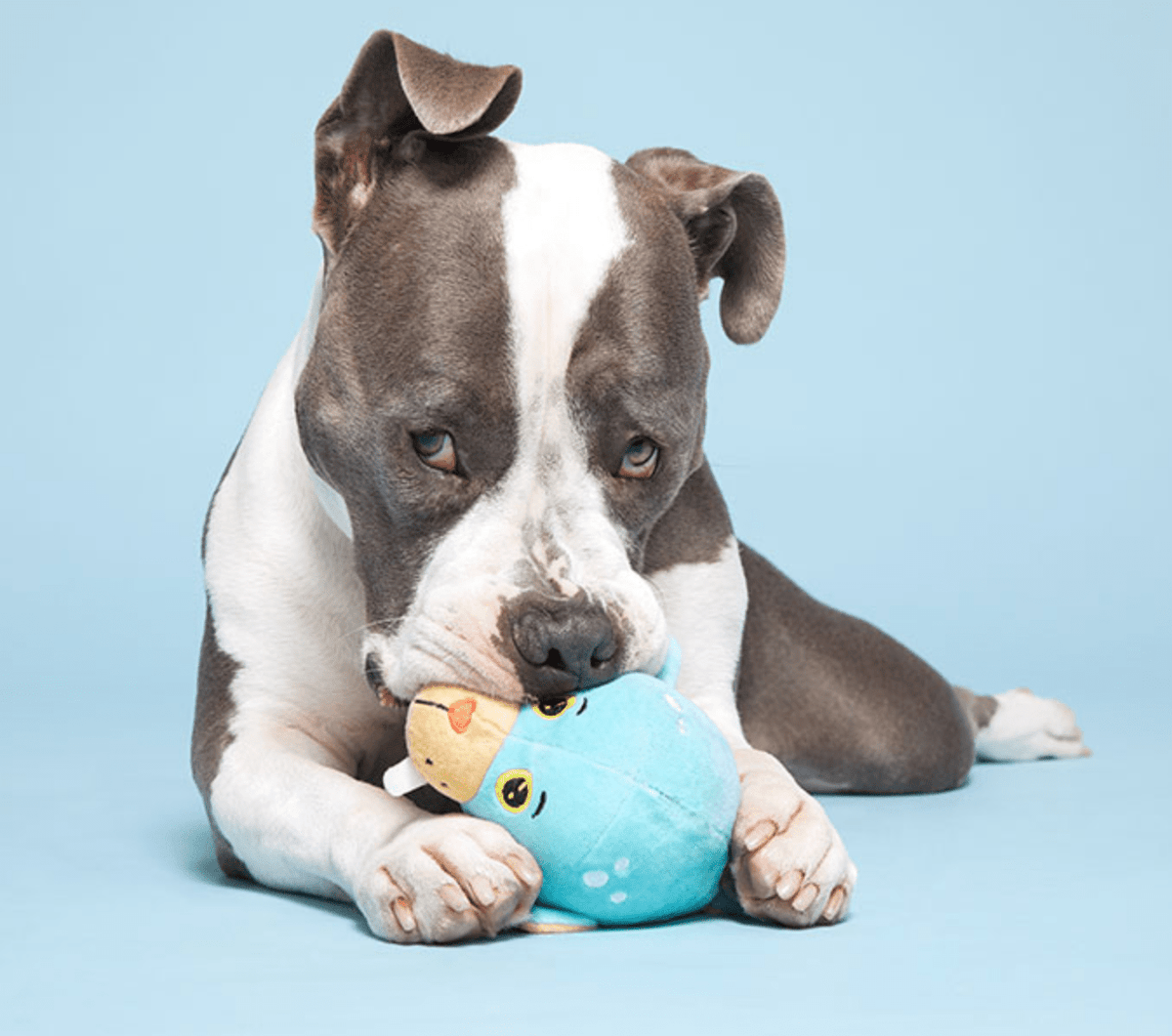 BARK Wallace Walrus Dog Toy * Spiky Squeaker Ball Inside