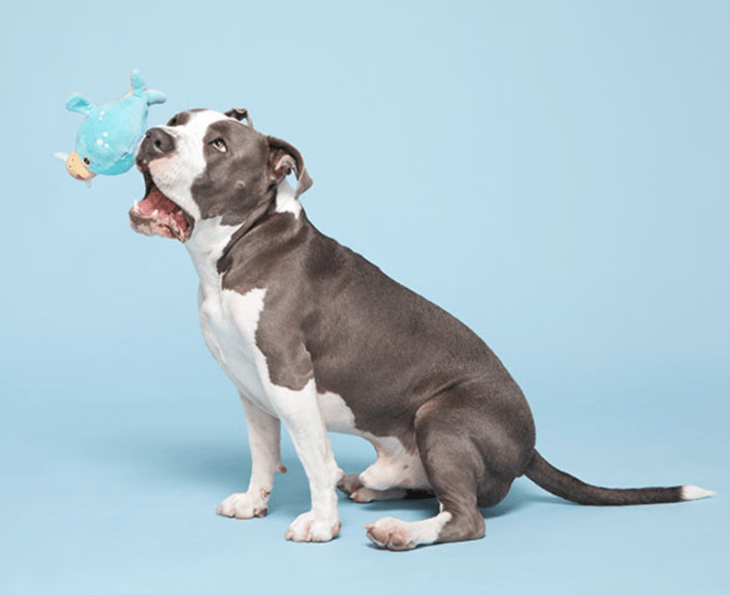 $1 OFF! BARK Wallace Walrus Dog Toy * Spiky Squeaker Ball Inside - Glad Dogs Nation | ALL Profits Donated