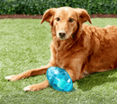 $1 OFF! KONG Jumbler Football Dog Toy / CHEAPER THAN CHEWY - Glad Dogs Nation | ALL Profits Donated
