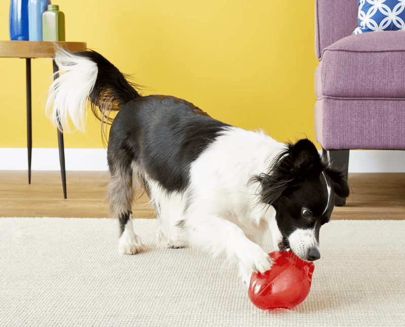 $1 OFF! KONG Jumbler Football Dog Toy / CHEAPER THAN CHEWY - Glad Dogs Nation | ALL Profits Donated