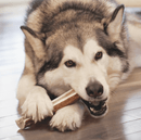 $1 OFF! KONG Wild Elk Antler Dog Chews: 3 Sizes, Split & Whole - Glad Dogs Nation | ALL Profits Donated