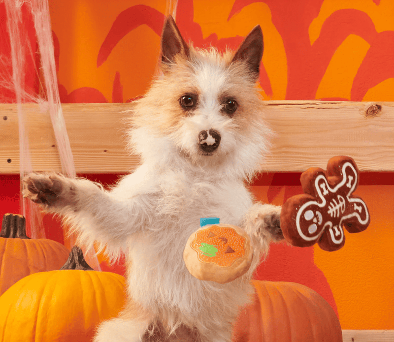 10% OFF! BARK Spookie Cookies Plush Dog Toy Squeak & Crinkle 2 Pack - Glad Dogs Nation | ALL Profits Donated