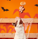 10% OFF! BARK Spookie Cookies Plush Dog Toy Squeak & Crinkle 2 Pack - Glad Dogs Nation | ALL Profits Donated