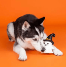 10% OFF! PetShop by Fringe Studio One Wicked Ghost Dog Chew Toy - Glad Dogs Nation | ALL Profits Donated