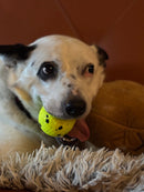 $2 OFF! KONG Reflex Ball Dog Toy / Floats: 2 Sizes CHEAPER THAN CHEWY - Glad Dogs Nation | ALL Profits Donated