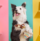 20% OFF! BARK Lil' Bunny Chew Chew Easter Chocolate Bunny Plush Dog Toy - Glad Dogs Nation | ALL Profits Donated