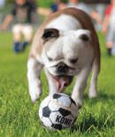 24% OFF! KONG Sport Balls Dog Fetch Toys Large 2 Pack - Glad Dogs Nation | ALL Profits Donated