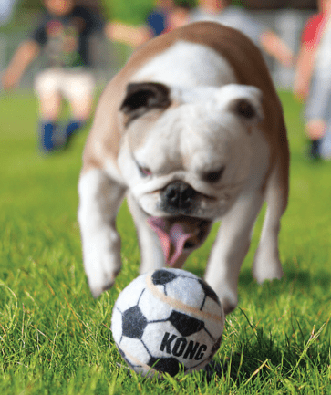 24% OFF! KONG Sport Balls Dog Fetch Toys Large 2 Pack - Glad Dogs Nation | ALL Profits Donated