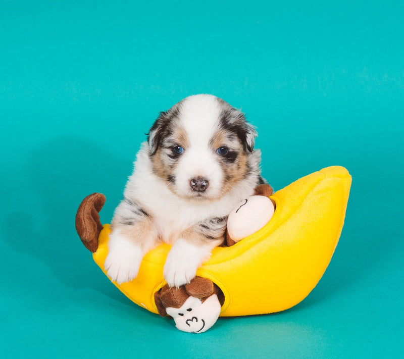$3 OFF! ZippyPaws Zippy Burrow® Monkeys ‘n Banana - Glad Dogs Nation | ALL Profits Donated