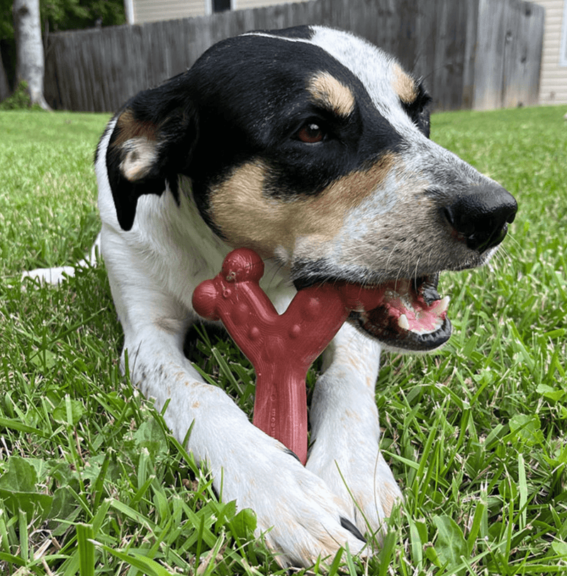 40% OFF! Chew'ems Small Wishbone Chew: 4 Flavors - Glad Dogs Nation | ALL Profits Donated