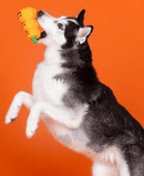 40% OFF! PetShop by Fringe Studio Go Big or Gourd Home Latex Dog Chew Toy - Glad Dogs Nation | ALL Profits Donated