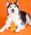 40% OFF! PetShop by Fringe Studio Go Big or Gourd Home Latex Dog Chew Toy - Glad Dogs Nation | ALL Profits Donated