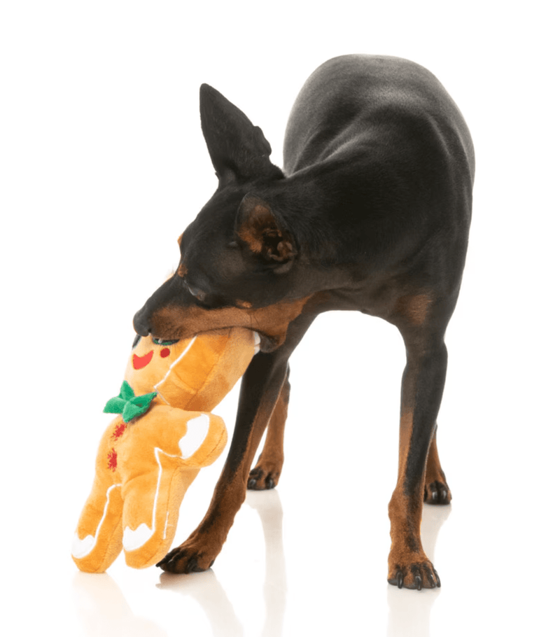 48% OFF! FuzzYard Dog Toy Squeaky Jolly Gingerboi for Large Dogs - Glad Dogs Nation | ALL Profits Donated
