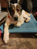 4Legs4Pets Elevated Dog Bed: 52"x30" - Glad Dogs Nation | ALL Profits Donated