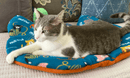$5 OFF! Screaming Pickles Handmade Cat - Head Shaped Blue Fleece Pet Bed Cozy Mat: Kittens with Yarn - Glad Dogs Nation | ALL Profits Donated