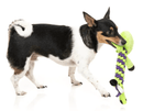 50% OFF! FuzzYard Bone Affleck Rope & Squeaky Skeleton Dog Toy - Glad Dogs Nation | ALL Profits Donated
