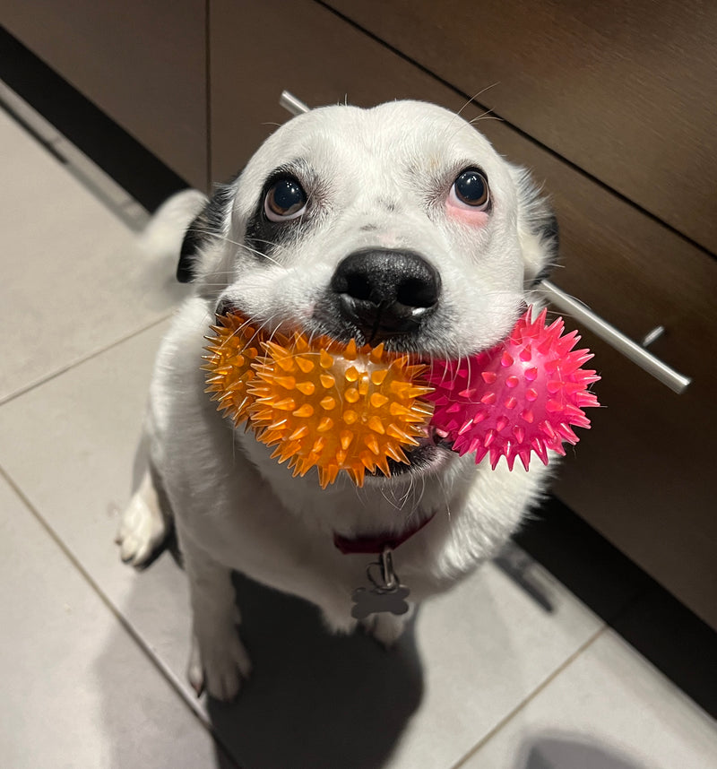 NEW! 2.5" Spiky Squeaker Ball, 3 Colors CHEAPER THAN AMAZON