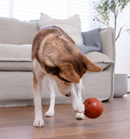 Outward Hound Sport Ballz Basketball Durable Treat-Dispensing Fetch Ball Dog Toy CHEAPER THAN CHEWY