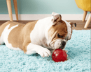Kong Squeezz Squeaky Ball Dog Toy: 3.5" / CHEAPER THAN CHEWY