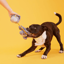 BARK Herbert the Herbivore Squeaky Ball & Rope Plush Dog Toy